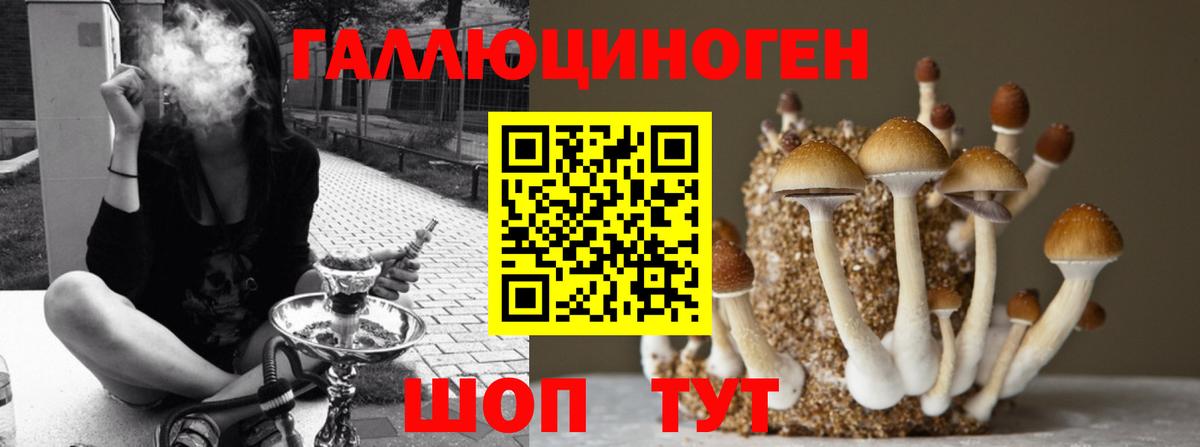 хочу   Вход с VPN  Грязи  Галлюциногенные грибы Psilocybe 